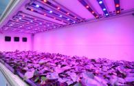 Panasonic vegetable plants enabled LED plant lighting