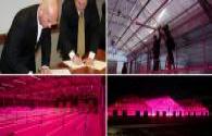 Philips cooperated with the United States University CSU about LED lighting plant projects