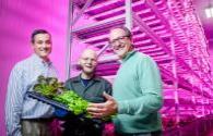 Philips is joining hands with GSF to build an indoor LED light source farm