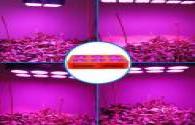 Plant Factory use LED Grow Lights increase the growth regulator
