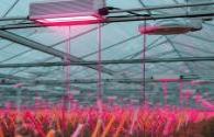 Plant LED lighting continues to attract attention