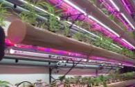 Plant growth LED application caused worldwide concern