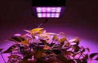 Plant lighting LED market potential is rising