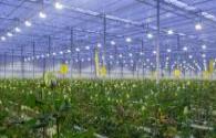 Plant lighting is a key solution to promote the high-quality development of agriculture