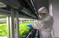 Plenty plans to build 300 LED farms in China