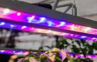 Powerful LED plant lighting