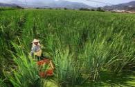 Puli water bamboo shoots field lighting replaces LED lights