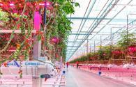 Russia super large LED greenhouse