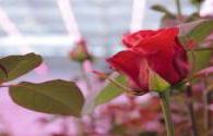Signify and Linxia Baiyi sign a cooperation agreement on cut flower rose light formula