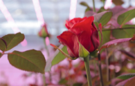 Signify and Linxia Baiyi signed a cooperation agreement on cut flower rose light formula