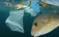 Signify is committed to achieving plastic-free packaging for consumer products by 2021