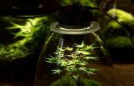 Signify promotes accelerated growth of plant lighting business