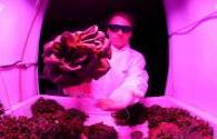 Space planting inseparable LED Grow Lights
