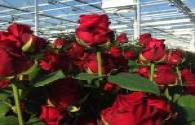 "Special" rose spectrum + LED module to increase rose production