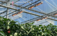 Spectral sensors control LED lighting systems to help vertical agriculture and greenhouse crops increase yields