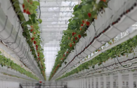 Status of domestic LED plant lighting industry