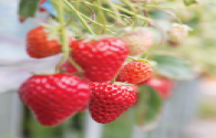 Strawberry special LED light perfume, strawberry turns red, increase by 30%