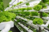 Sustainable "Up Farming" Vertical Farms