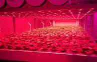 The Dutch horticultural research LED lighting lighting