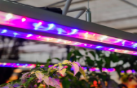 The LED plant lighting market will continue to grow