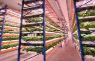 The UAE will build a huge vertical farm