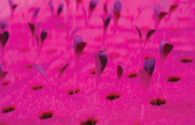 The US DLC announced the first batch of LED lamps that meet its new horticultural performance standards