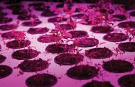 The advantage of LED Grow Lights over the traditional grow lights