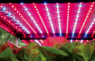 The advantage of LED lighting used in plant cultivation