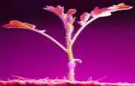 The application field of LED plant lights continues to expand