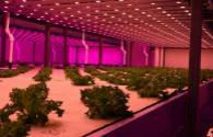 The application field of LED plant lights continues to expand