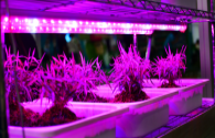 The benefits of growing flowers for lazy people: LED plant lighting
