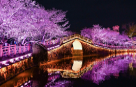 The cherry blossom nighttime lighting at Yuantouzhu Scenic Area in Wuxi, Jiangsu Province, has been upgraded