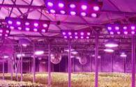 The development of LED lighting plant