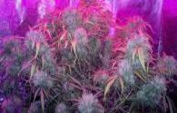 The difference between high pressure sodium lamp and LED plant growth