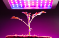 The effect of LED grow light on the nutritional quality of fruits and vegetables