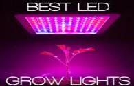 The effect of LED lights on the growth of horticultural crops