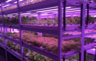 The future of led plant lighting