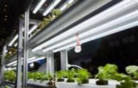 The global LED plant lighting system market will exceed 2 billion US dollars