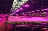 The global plant lighting LED market has grown substantially for two consecutive years