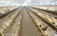 The influence of LED lights for laying hens breeding