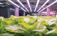 The outlook of the LED plant lighting market is quite optimistic