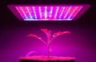 The power of purple light helps LED plant lighting