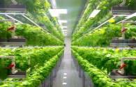 U.S. vertical farms are boosting crop yields