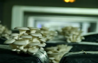 Underground parking lot becomes a farm with LED lamps to grow mushrooms and other vegetables