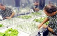Urumqi LED plant factory supplies more than 500 kilograms of fruits and vegetables every day