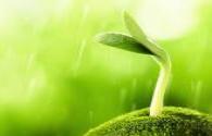 Corn is one of the world's most important food, and now about one-third of the world's population to corn as the main food,