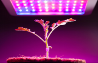 Why the LED plant light can shorten the plant growth cycle