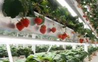 Wuhan professor grows fresh vegetables 245 meters underground