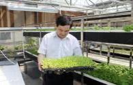 Xinjiang LED plant factory enriches citizens' vegetable baskets