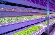 Xinjiang grows disposable vegetables with LED lights